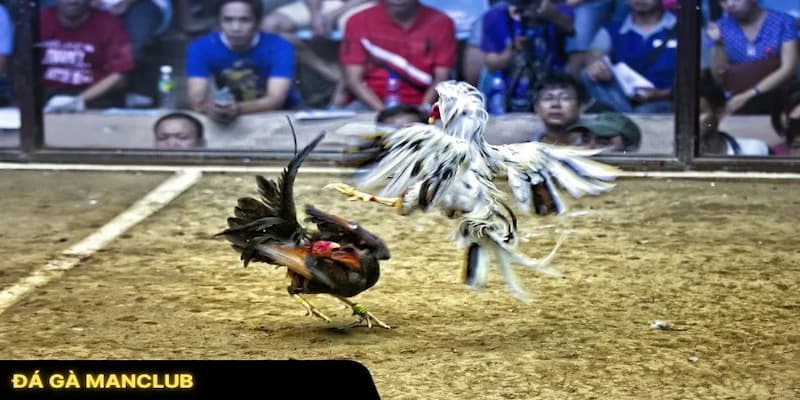 Đá Gà Manclub – Sân Chơi Đá Gà Online Cho Người Mới